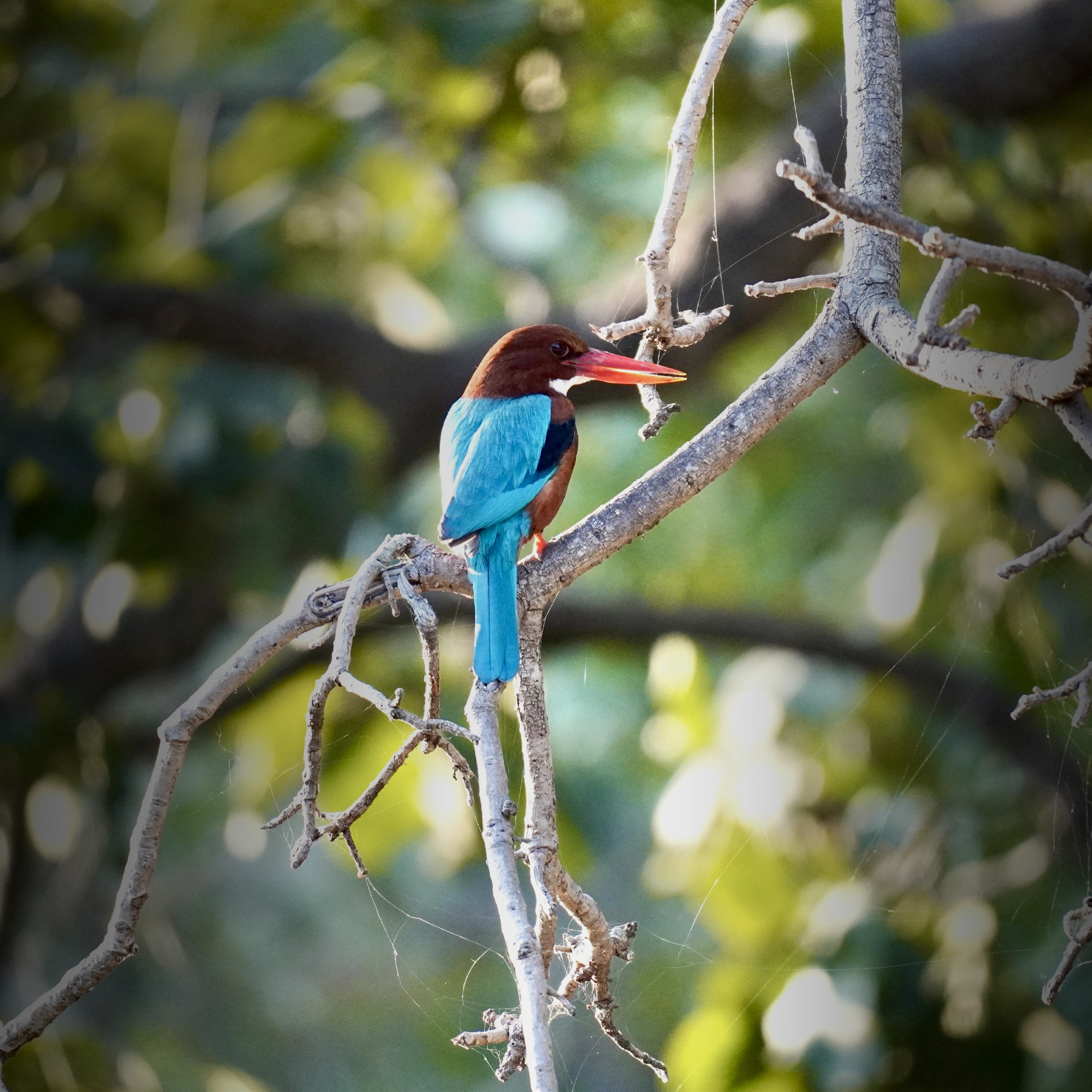 White-throated kingfisher spotted during a jungle birdwatching safari
