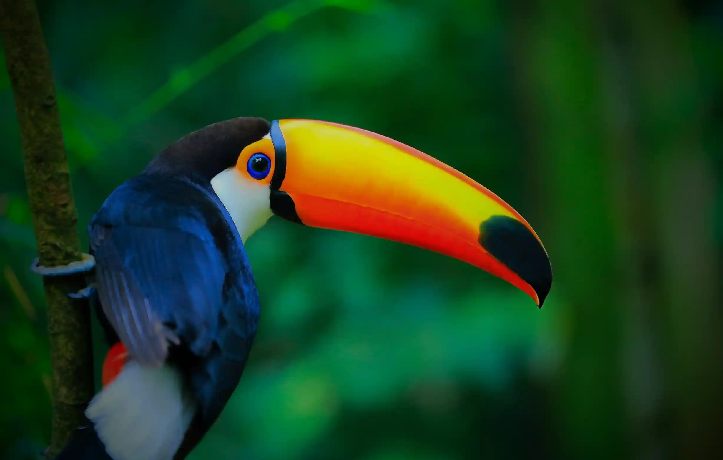 Colourful toucan