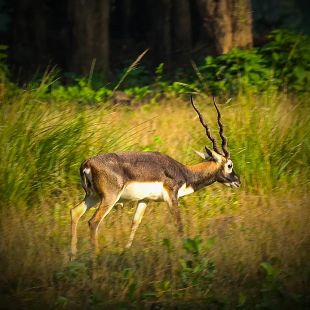 Blackbuck antelope in grassland during a wildlife safari