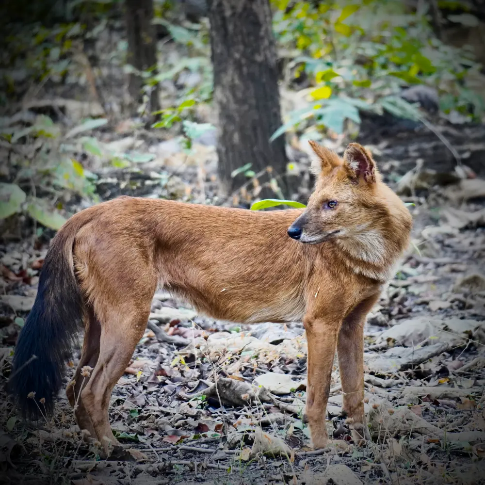 Indian wild dog (dhole) in the jungle