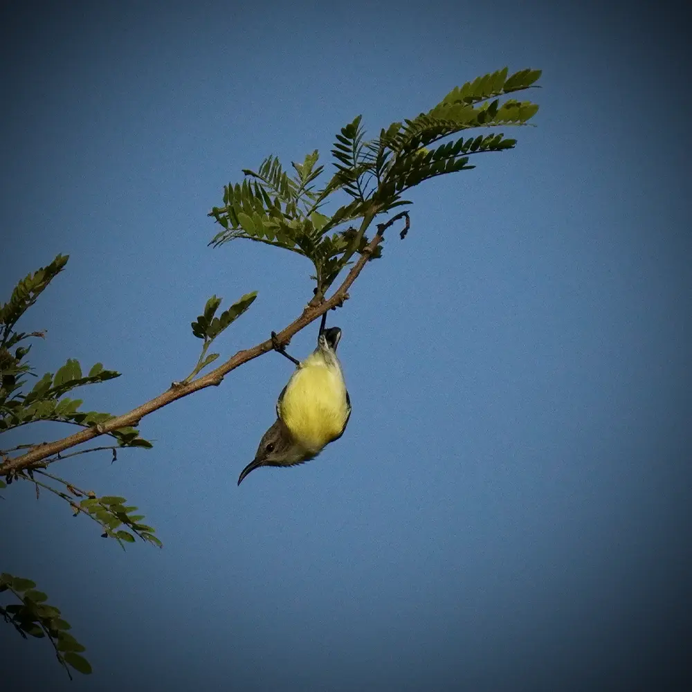 Small forest bird perched on a branch during a birdwatching safari