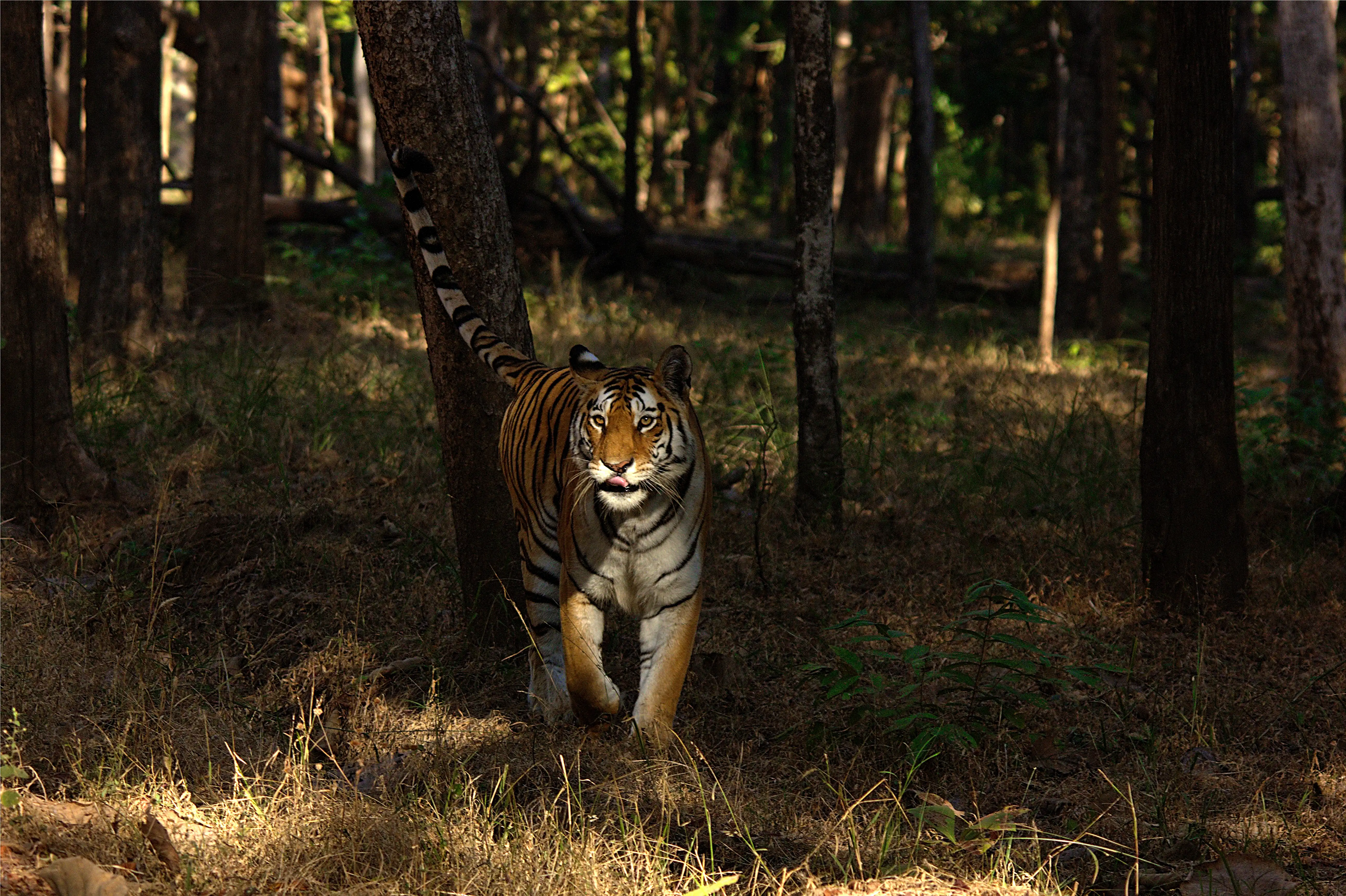 Tiger walking through the forest shadows