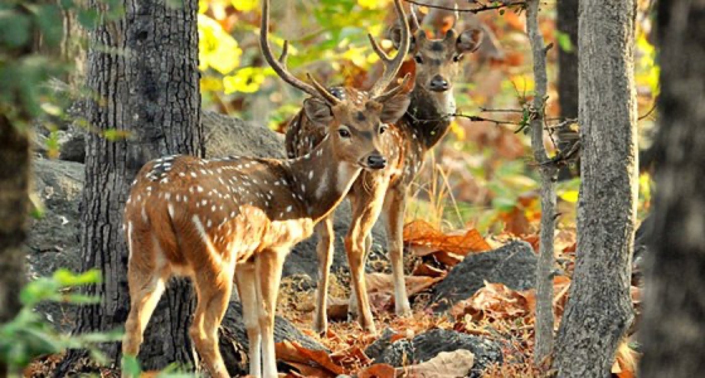 Spotted deer trio
