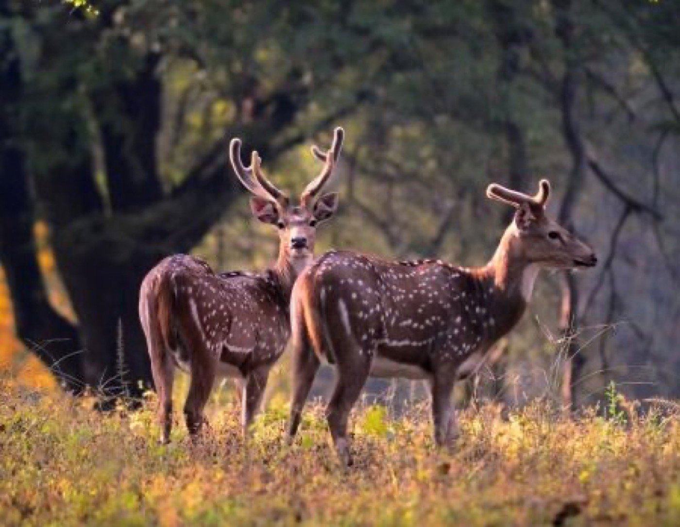 Spotted deer pair