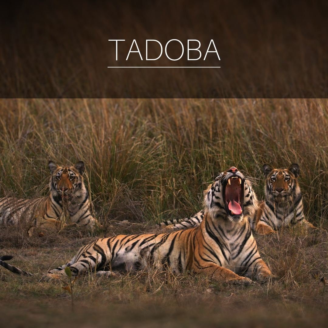 TADOBA — tigers resting in the grass