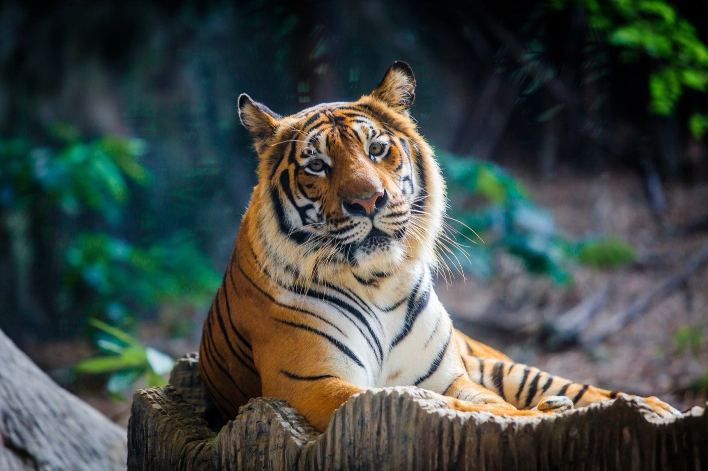 Tadoba wildlife