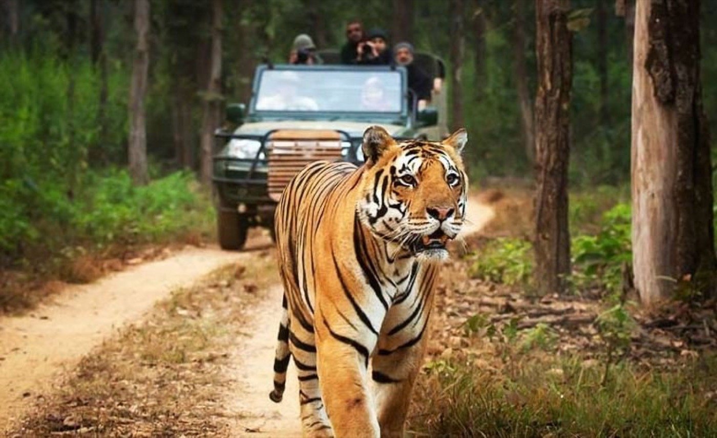 Safari jeep with a tiger on the track