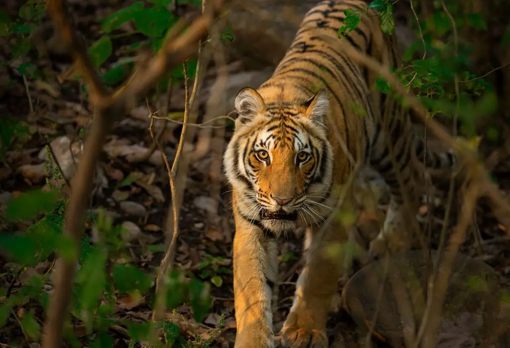 Tiger walking through the forest