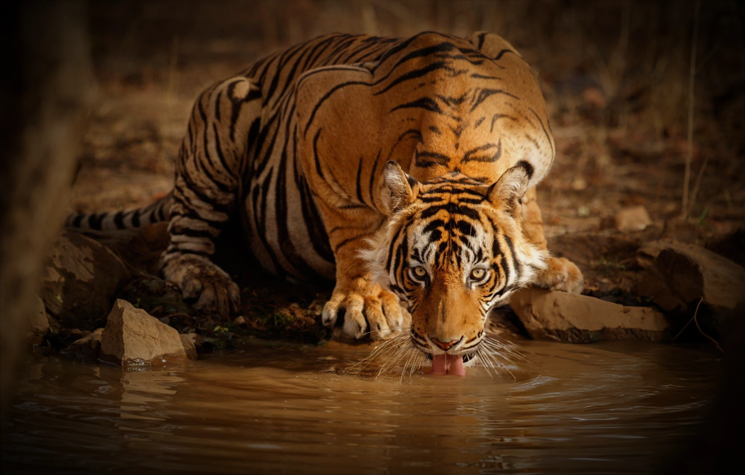 Majestic tiger in natural habitat